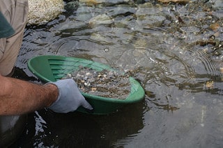 Gold panning in the river